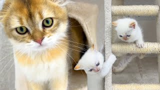 Kitty Clubhouse Chaos! A Furry Frenzy of Tunnels, Toys, and Tail-Chasing Mayhem by Funny Kittens Video 767 views 6 days ago 3 minutes, 16 seconds