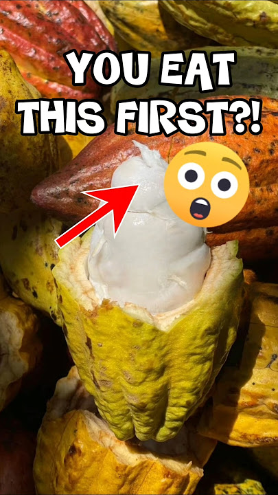 The Shocking Truth About Where Chocolate Comes From!