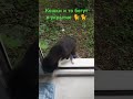 Кошки в укрытие бегут сами по звуку сирены.