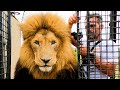 Why Does Kevin Richardson MOVE the LIONS? | The Lion Whisperer