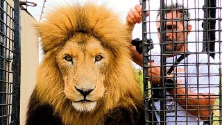 Why Does Kevin Richardson Move The Lions? | The Lion Whisperer