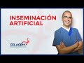 Inseminación artificial | CELAGEM