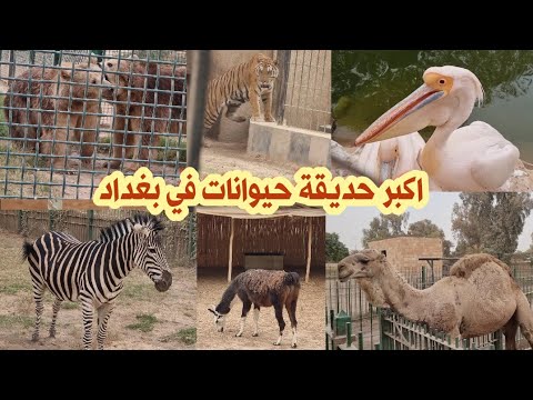 حديقة حيوانات الزوراء اكبر حديقة حيوانات في بغداد 2022 5 5