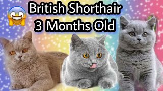 British Shorthair Kittens 3 Months Old #britishshorthair #kitten #cutecats #cats by Reebonz Cattery TV 546 views 1 year ago 5 minutes, 1 second