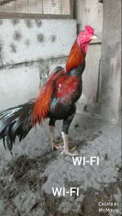 CIRI2 kepala ayam yg mempunyai pukul sekali jadi _LBF CHANEL TV