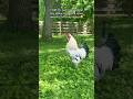 Rooster mentality vs reality #rooster #chickens #funnyanimals #shorts #backyardchickens #comedy