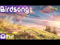 Birdsong Ambience | Nature Sounds for Sleeping | Relaxing bird sounds