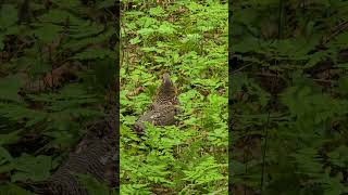 Spruce Grouse