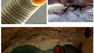 Scientists Opened A 5 MLN Years Cave and Their Heart Skipped A Beat