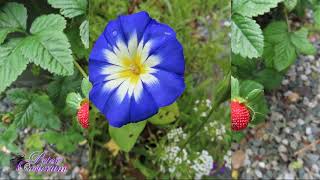 Spring in my own garden April-May 2022 - Smooth Blues