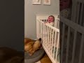 Dog's Melodic Howl Makes Crying Baby GIGGLE! (So Cute!) 😭 #Shorts