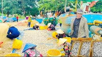 BIỂN LONG HẢI ĐỘNG HÀNG TẤN CÁ MAI VÀO BỜ NGƯ DÂN TRUNG MÁNH 