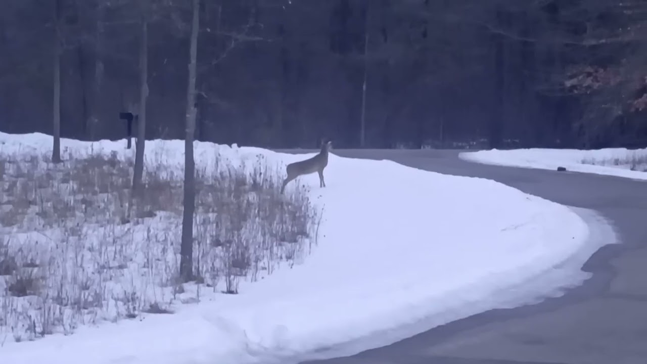 Whitetail Crosswalk.                      #oldschoolalaska #whitetail 