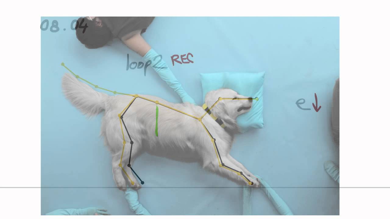 Stop-motion с животными: совмещение realview с аниматиком | mfive