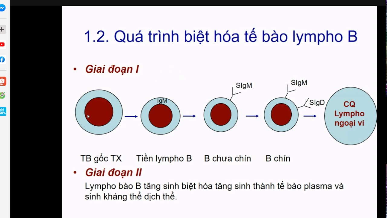 vai trò của lympho b - YouTube