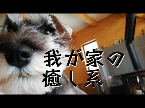 ひたすらに子犬に癒された とある休日　～ミニチュアシュナウザーのコノさん～　 Miniature Schnauzer puppy