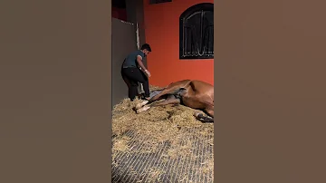 ولادة الخيل Moments Of The Birth Horse Horse Horselover 