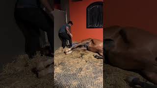 ولادة الخيل Moments of the birth horse horse horselover