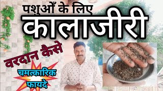 पशुओँ के लिए काला जीरी के फायदे kalijiri benefits in animals          Ramawat