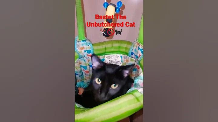 Video 11281721: shorthair mix, european shorthair, black siamese, cat