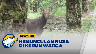 Satwa Langka Jenis Rusa Sambar Muncul di Kebun Sawit di Riau