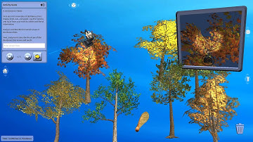 Trees - Coniferous vs. Deciduous (Studio)