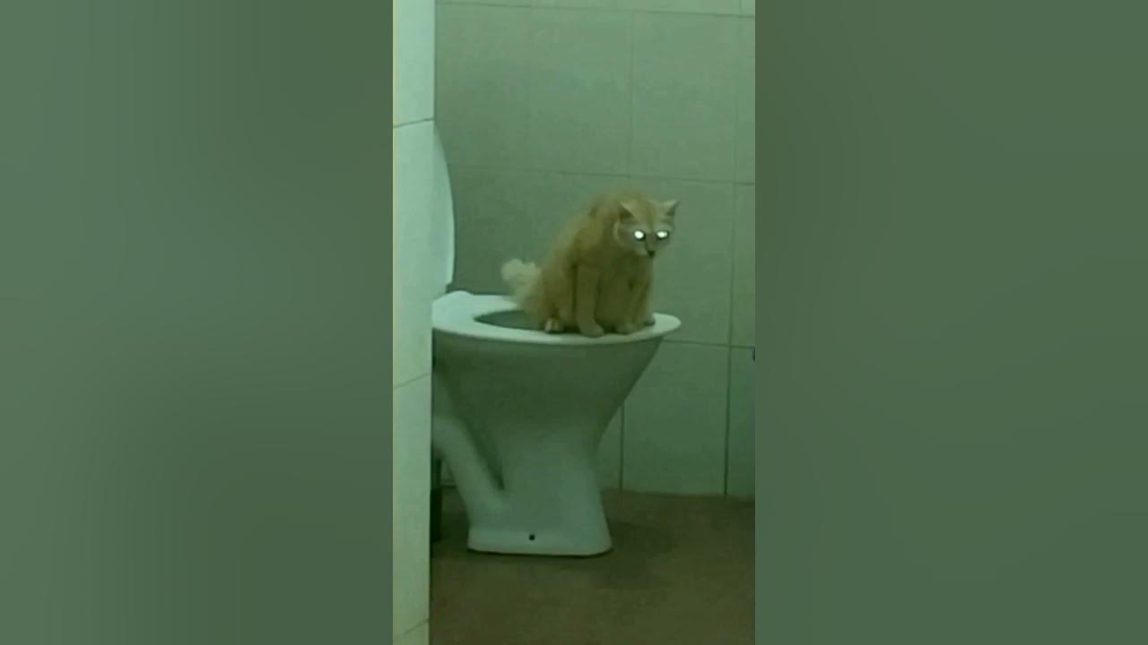 Our Funny cat poops in toilet 😹 Try not to laugh Funniest cat ever🐈