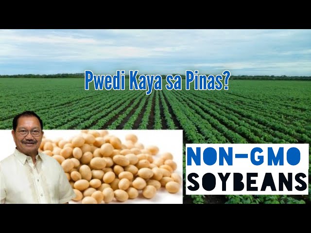 Gmo Soybeans gmo-soybeans