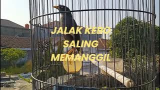 Jalak kebo Saling Memanggil