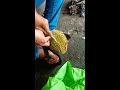 How to open durian using a screwdriver