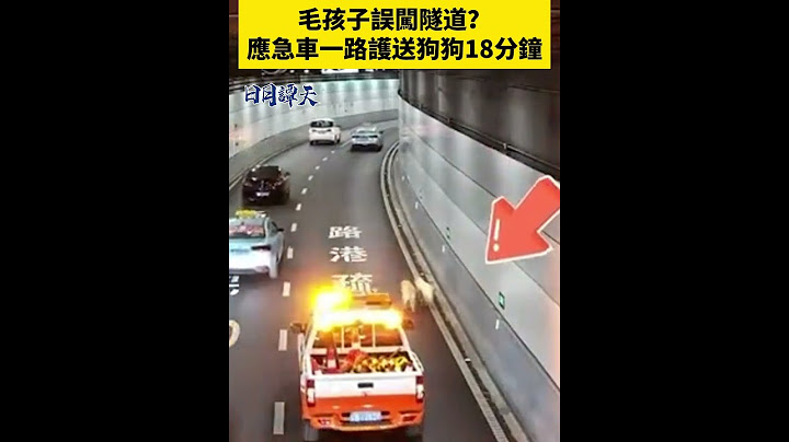 毛孩子誤闖隧道！熒幕提醒+車輛護送超暖心 #日月譚天 #萌寵 #毛孩子 #關愛流浪狗 #大連流浪狗誤闖隧道 #溫情瞬間 #大連