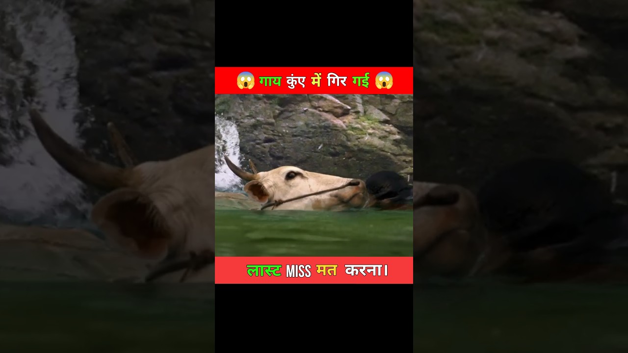 Outline Video गौमाता की जान बच पाएगी या नहीं ? 😱❤️~#shorts #shortsviral ~ @MRINDIANHACKER @CrazyXYZ