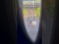 Stork Terrorizes Homeowners