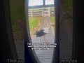 Stork Terrorizes Homeowners