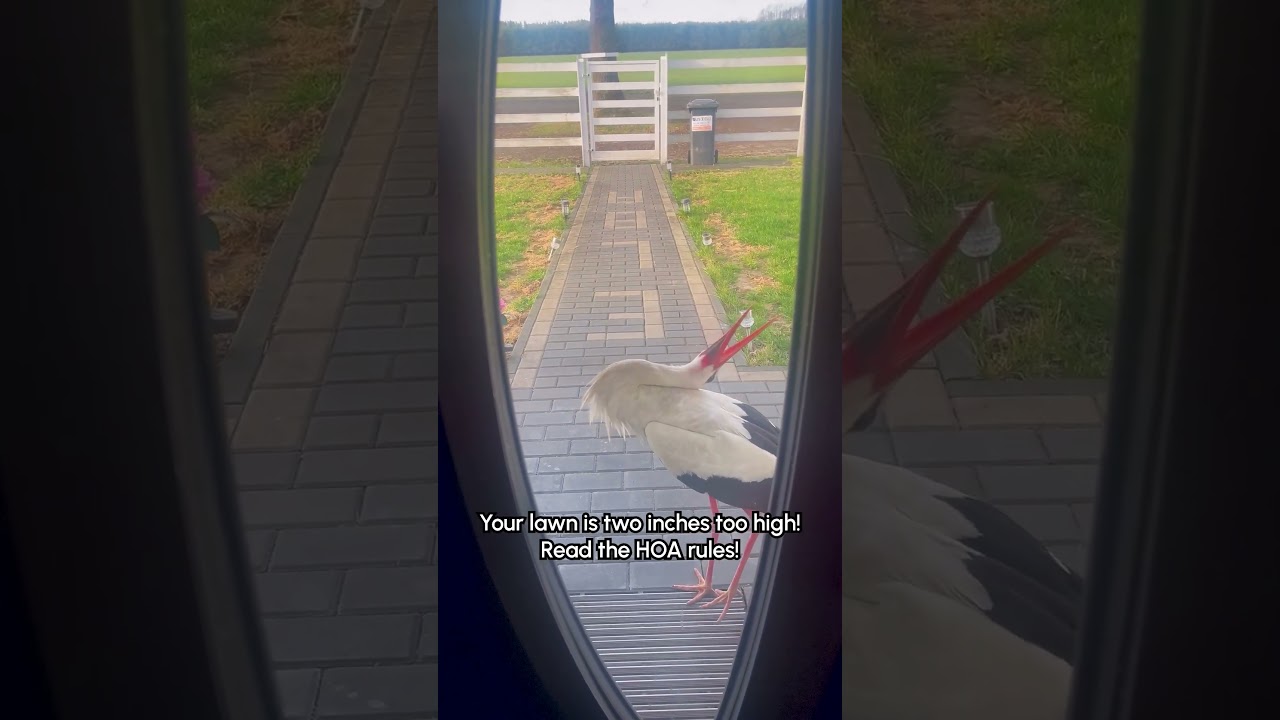 Stork Terrorizes Homeowners