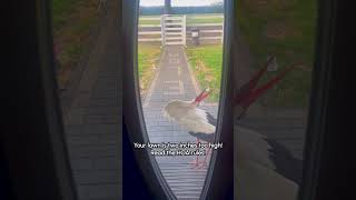 Stork Terrorizes Homeowners