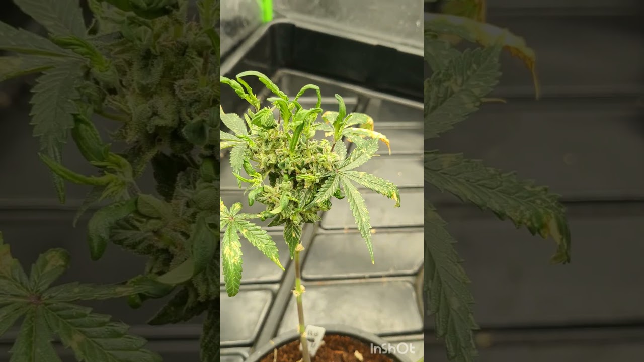 How to Reveg a Cannabis Plant.