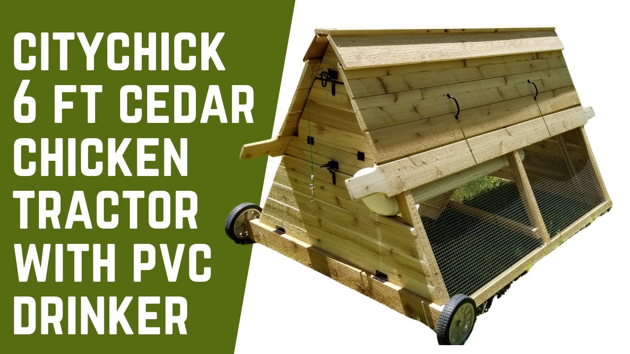CityChick 6ft Cedar Chicken Tractor with waterer for chickens.