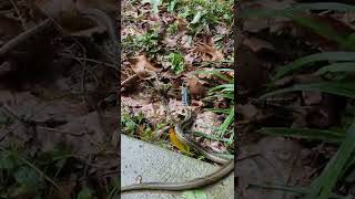Snake Eating Another Snake The Same Size! by Survival Know How 3,139 views 1 year ago 1 minute, 53 seconds