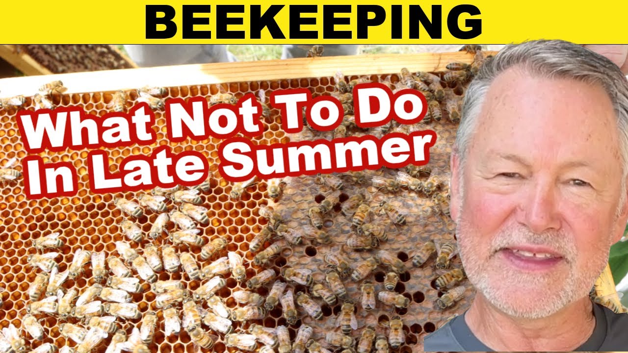 Beekeeping: What Not To Do In Late Summer - YouTube
