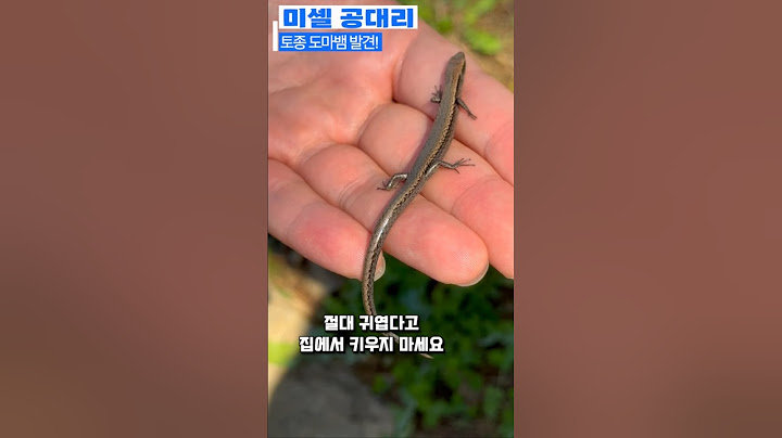 줄장지 도마뱀? 포획금지종! 키우면 안되요.