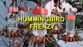 Hummingbird Frenzy With A Surprise