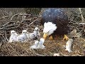 Eagle take care of and protect baby eagle  ivm sky animals