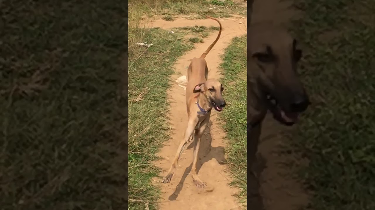 Pets and Animals - YouTube