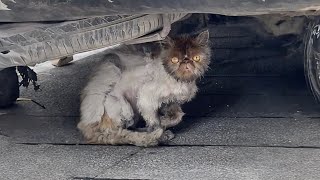 The stray cat, due to prolonged malnutrition, was emaciated and struggled to survive under the car