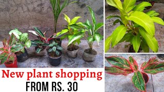 New plants shopping with name and price ( Aglaonema, Golden pothos, Syngonium, Triostar )