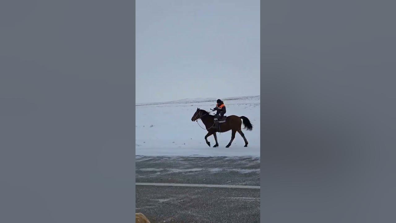 19 жасар қарагер ат, ала құмай тазы - YouTube
