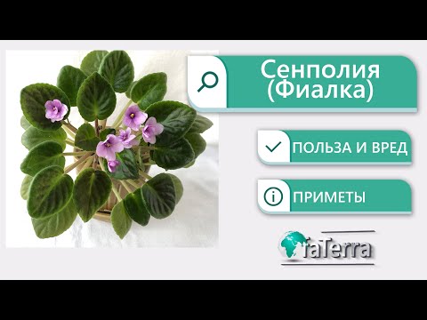 Сенполия магические свойства. Можно ли выращивать фиалки в доме?
