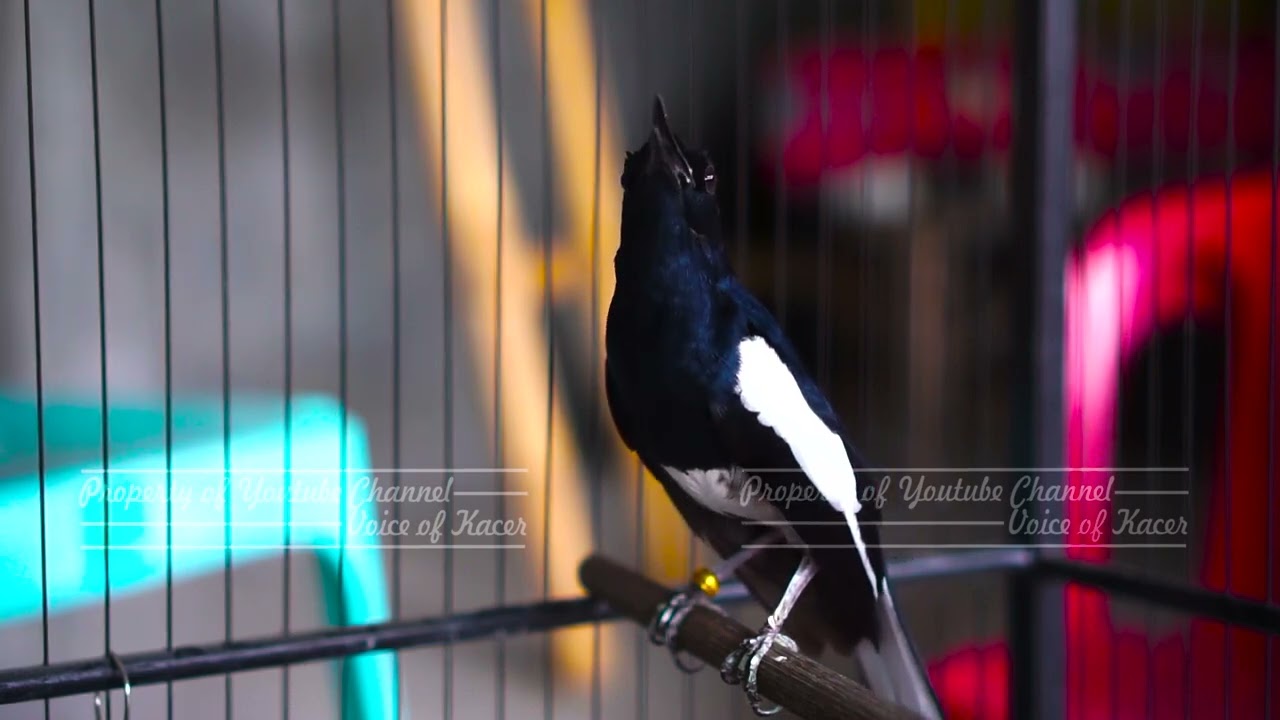 Kacer Gacor Ngerol Panjang Tanpa Henti Efektif Untuk Pancing Kacer Lain Agar Cepat Bunyi Gacor