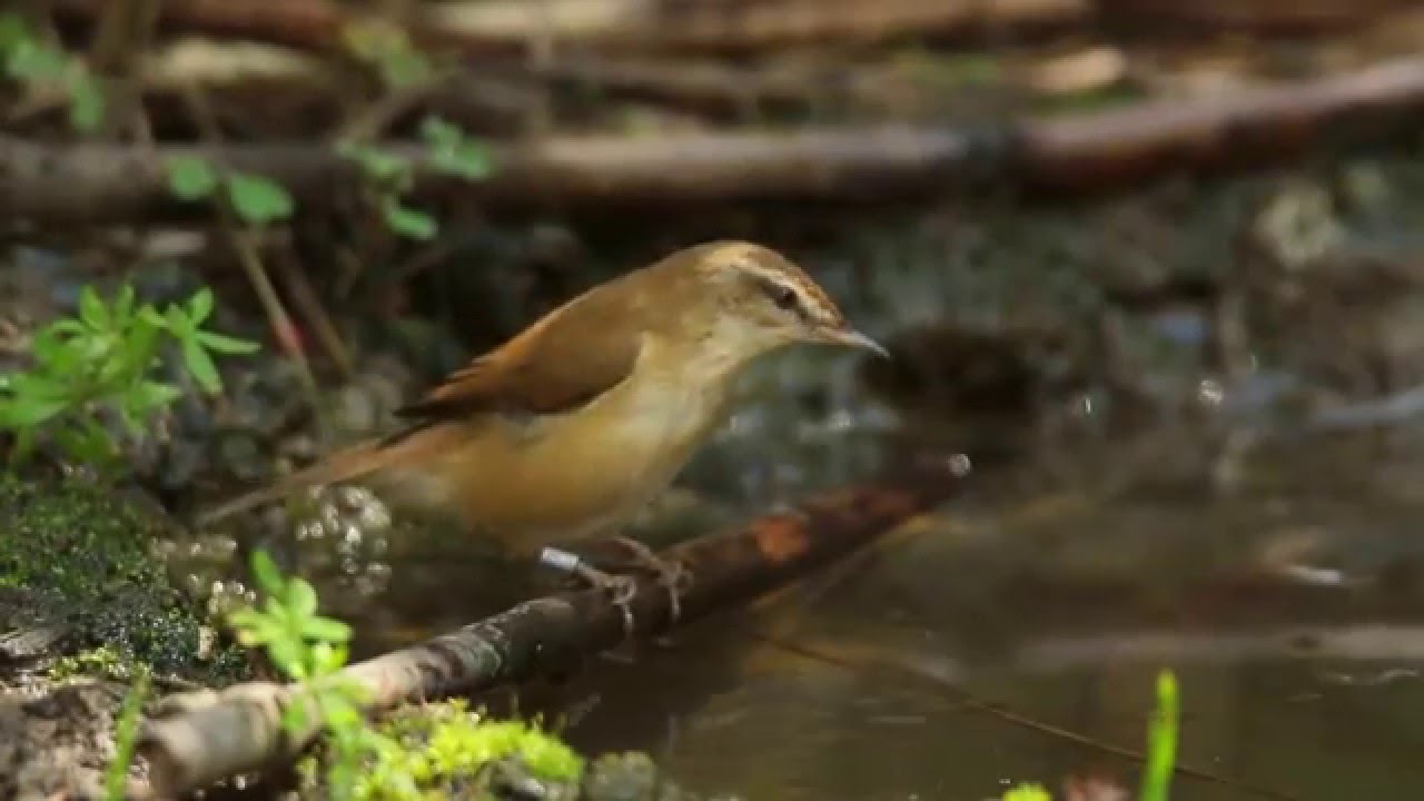 Paddyfield Warbler 
